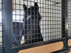 -北京群众马术培训基地