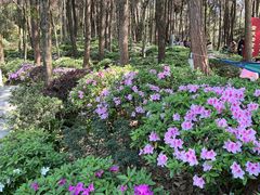 -铁山坪森林公园