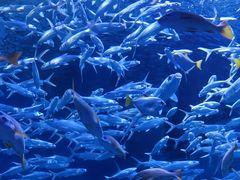 -海合安武汉极地海洋公园