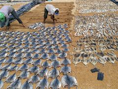 -尼甘布海鲜市场