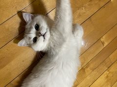 -lincat·猫舍(广州店)