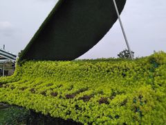 -荷兰花海