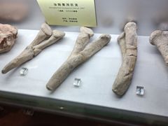 -河南自然博物馆