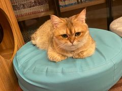 -MOCHA明星猫咖(田子坊店)