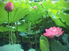 -陈家山荷花公园