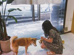 -柴务处·柴犬主题狗咖