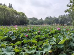 -东升八家郊野公园