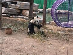 -西霞口神雕山野生动物世界