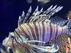 -上海海洋水族馆