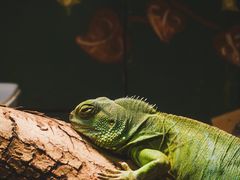 -上海大自然野生昆虫馆