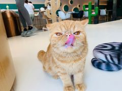 -飞行喵MR PILOT|猫舍·猫咖(静安大融城店)