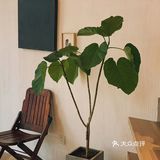 上南隅