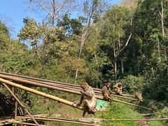 -西双版纳原始森林公园