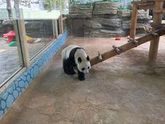 -西霞口神雕山野生动物世界