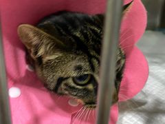 -暖阳宠物医院·犬猫康复中心·骨科