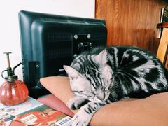 iphone_upload_pic-海边的猫和咖啡馆