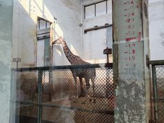 -石家庄市动物园