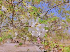 -天王浮山樱花园