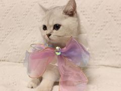 -lincat·猫舍(广州店)