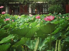 -四川大学(望江校区)
