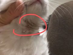 -芭比堂动物医院广州顽皮分院