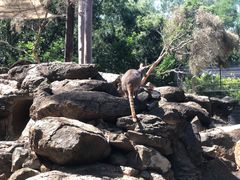 -费瑟代尔野生动物园