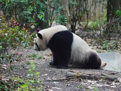 -成都大熊猫繁育研究基地