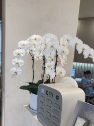点击看大图 -智美品质医美