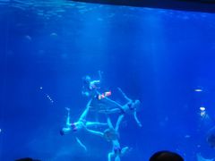 -烟台海昌鲸鲨海洋公园