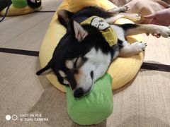 -逗柴咖啡屋·狗咖猫咖宠物桌游