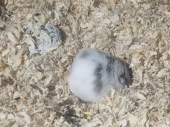 -山东嘉汇文化用品有限公司张店凤凰国际分公司(新村西路店)