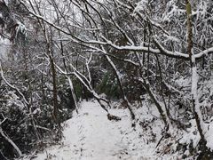 -武陵山森林公园