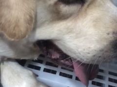 -萌兽医馆·绝育·24小时内科·宠物医院(德胜店)