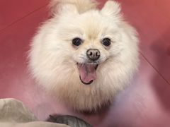 -和它·交个朋友·狗咖猫咖(爱琴海店)