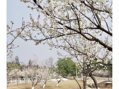 -国际非物质文化遗产博览园