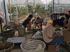 -马陆小张葡萄园农家乐