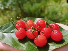 -樱桃山旅游景区