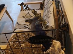 -平行世界·猫咖(首经贸店)