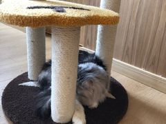 -猫腻·猫咖·撸猫馆(星光大道店)