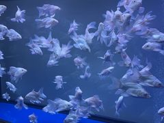 -青石桥花鸟鱼虫市场(叠翠城店)