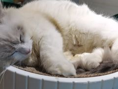 -喵喵咪呀布偶猫咖(春熙路店)