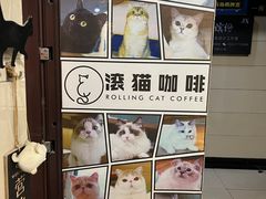 -滚猫咖啡·猫咖·猫友好撸猫(未来城店)
