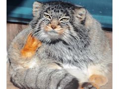 -青藏高原野生动物园