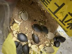 -粒上皇(悦荟广场店)