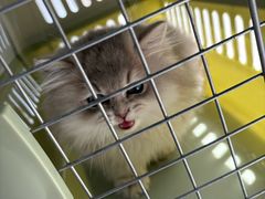 -博特宠物医院24h犬猫全科.骨科·异宠