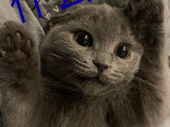 -lincat·猫舍(广州店)