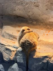 -Zoolung Zoolung动物主题公园(海信广场店)