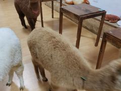 -猫色咖啡·猫咖