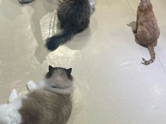 -藏猫猫咖啡主题馆(中央大道店)