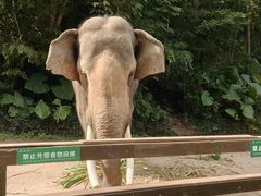-野象谷景区
